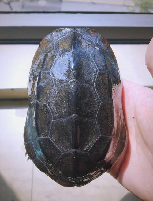 新手易养,品种多样(草乌龟壳子图片) 新手易养,品种多样(草乌龟壳子图片)