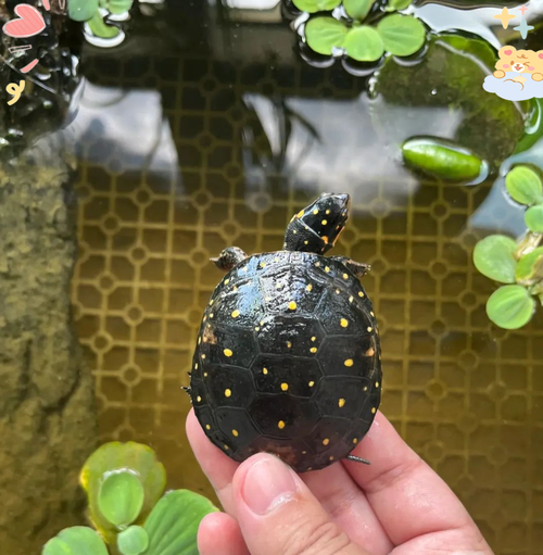 谁最懂你?(互动好的龟有哪些) 谁最懂你?(互动好的龟有哪些)