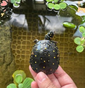 谁最懂你？（互动好的龟有哪些）