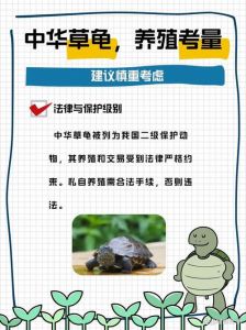 养龟招穷？那是迷信，科学养龟才快乐！（为何说家庭养乌龟禁忌养龟穷三代）