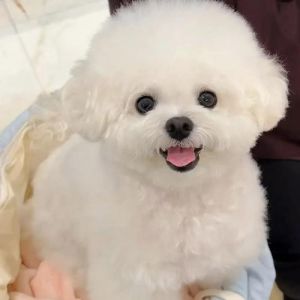 比熊西高地马尔泰斯博美（小型宠物狗白色的是什么品种）