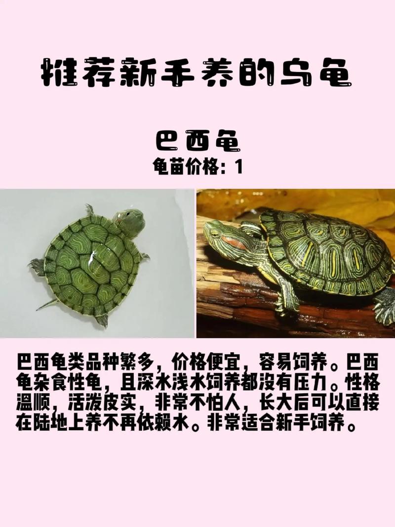 巴西龟地图龟混养有风险,需足够空间食物及耐心(巴西龟和地图龟能不能一起养) 巴西龟地图龟混养有风险,需足够空间食物及耐心(巴西龟和地图龟能不能一起养)