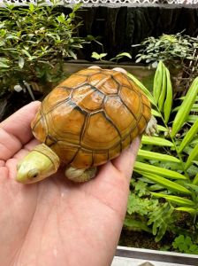 袖珍家龟种类多，选对好养易照顾（很小的乌龟是什么品种）