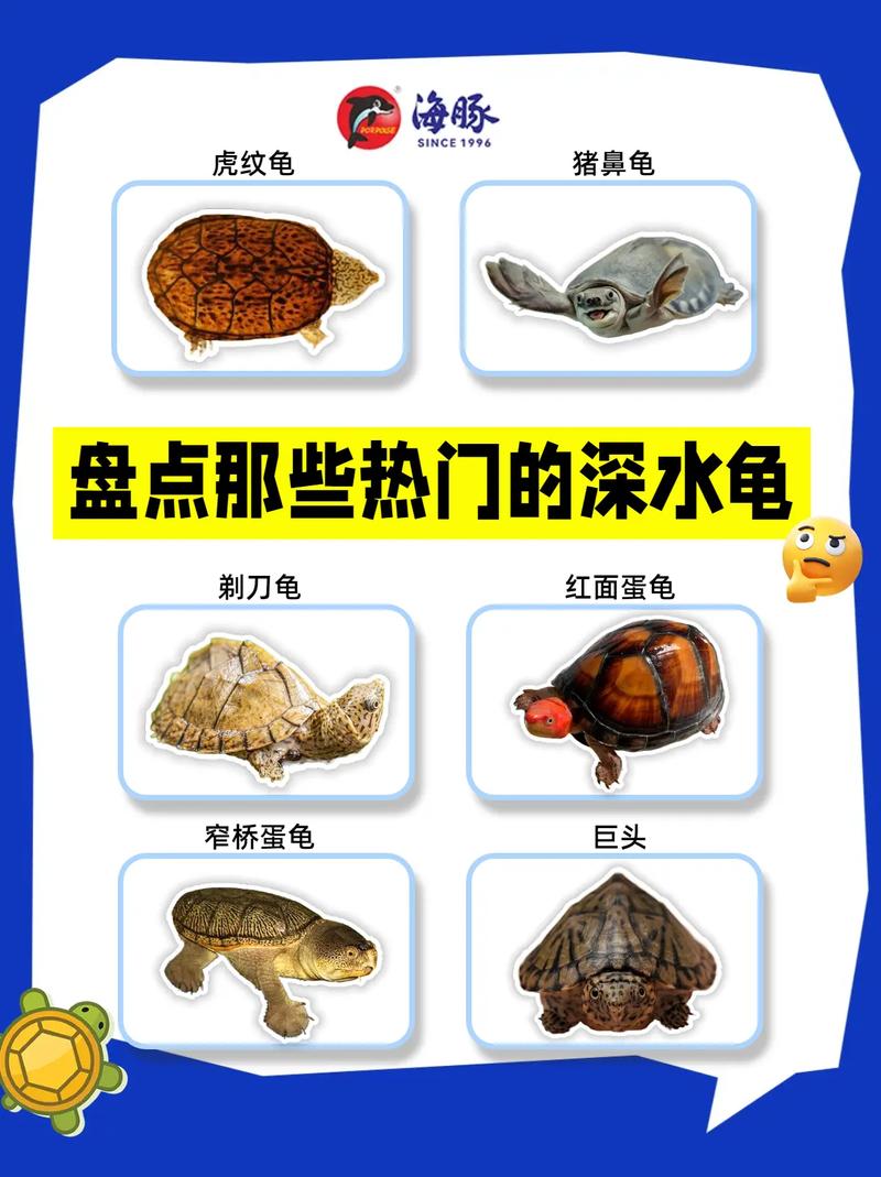 巴西红耳龟真鳄龟等水龟种类多，性格温和或凶猛，适合不同喜好者饲养，正成为受欢迎的宠物（水龟图片有哪些品种）
