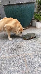 狗狗体重下降原因及解决方法（狗狗龟越来越轻是饿死了的）
