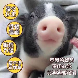 迷你猪长不大是谣言？需理性养宠！（有没有长不大的宠物猪）