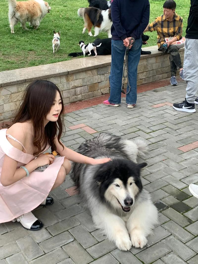 代宏静与狗狗的深度沟通之道(美女宠物犬训练庄园) 代宏静与狗狗的深度沟通之道(美女宠物犬训练庄园)