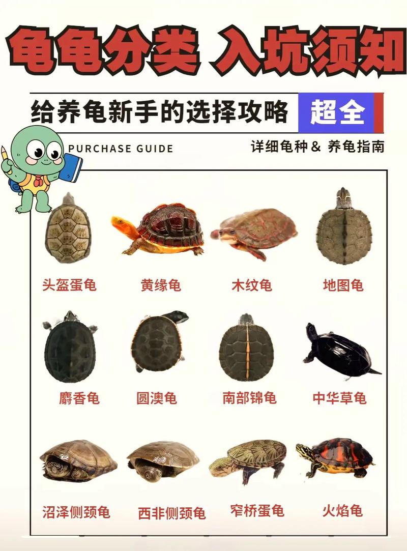 养龟选对品种很重要,黄喉拟水龟麝香龟等都适合养(什么龟互动性强又好养) 养龟选对品种很重要,黄喉拟水龟麝香龟等都适合养(什么龟互动性强又好养)