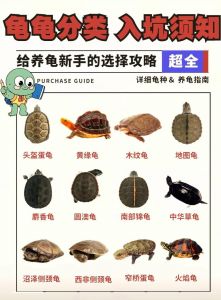 养龟选对品种很重要，黄喉拟水龟麝香龟等都适合养（什么龟互动性强又好养）