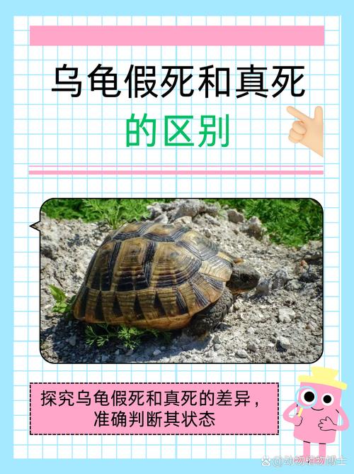 基因与抗衰老机制（为什么乌龟寿命长久）