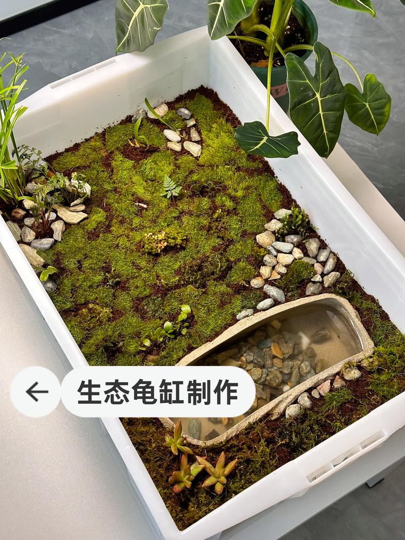 滤盒分层,生态循环,打造健康舒适家(乌龟缸怎么布置图片) 滤盒分层,生态循环,打造健康舒适家(乌龟缸怎么布置图片)