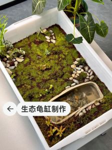 滤盒分层，生态循环，打造健康舒适家（乌龟缸怎么布置图片）