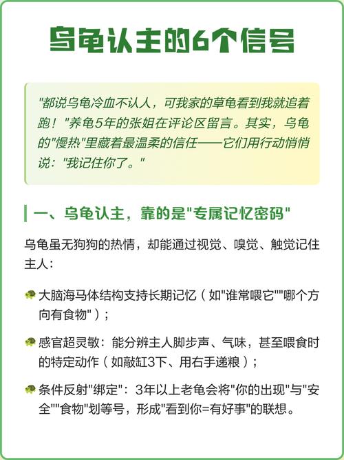 乌龟认主人靠气味声音,慢热需耐心陪伴(乌龟养久了会认主人吗) 乌龟认主人靠气味声音,慢热需耐心陪伴(乌龟养久了会认主人吗)