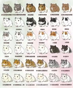 仓鼠豚鼠龙猫饲养指南（宠物鼠类品种大全）