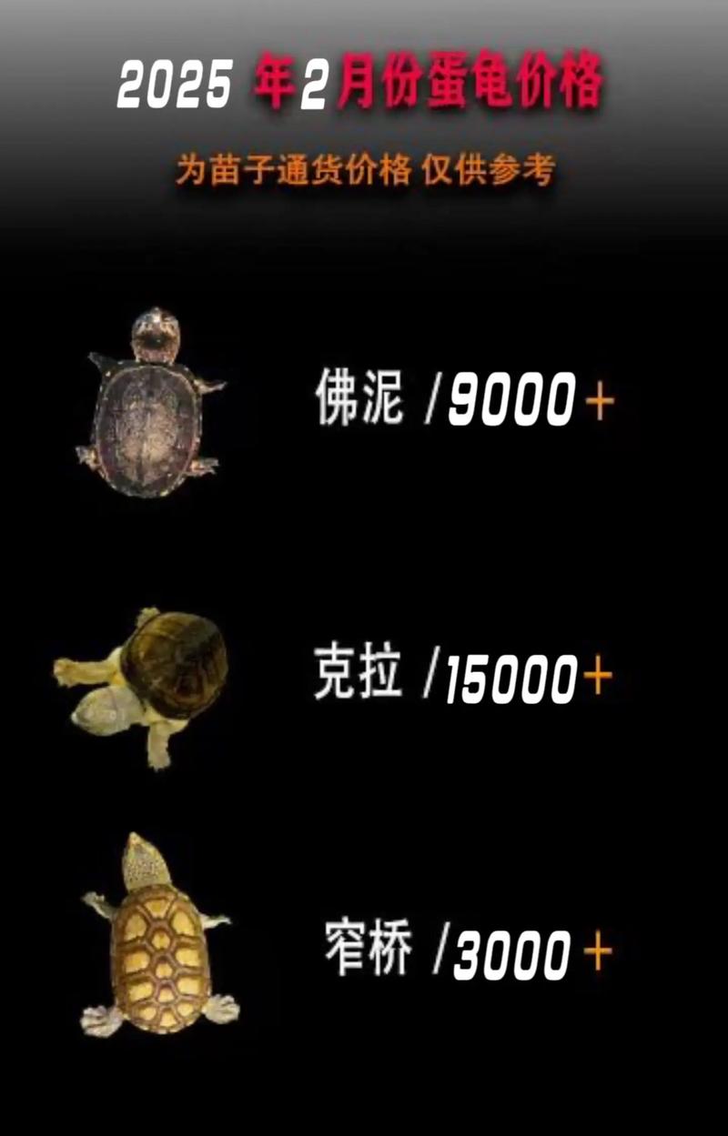 2025宠物龟市回暖,高价需警惕,理性投资避风险(未来几年宠物龟走势) 2025宠物龟市回暖,高价需警惕,理性投资避风险(未来几年宠物龟走势)