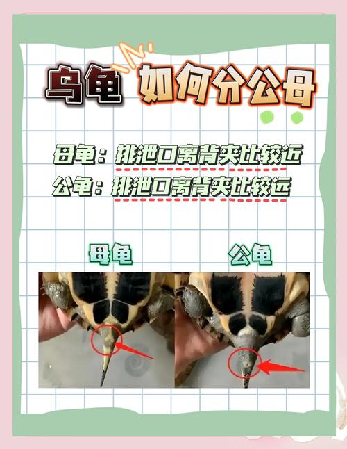 Maxky以乌龟为象征,寓意坚韧智慧与长寿(maxky为什么会用乌龟代表他) Maxky以乌龟为象征,寓意坚韧智慧与长寿(maxky为什么会用乌龟代表他)