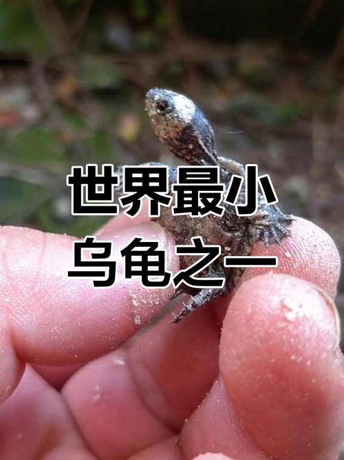 smallest pet turtle Spotted Turtle care guide(最小的乌龟是什么品种) smallest pet turtle Spotted Turtle care guide(最小的乌龟是什么品种)