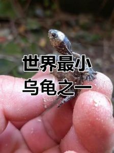 smallest pet turtle Spotted Turtle care guide（最小的乌龟是什么品种）