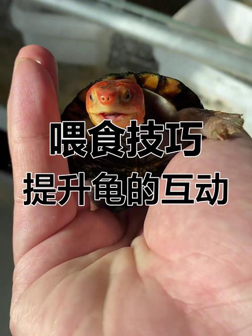 选好动乌龟互动,耐心陪伴健康好(如何与小乌龟互动) 选好动乌龟互动,耐心陪伴健康好(如何与小乌龟互动)