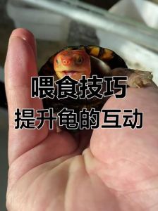 选好动乌龟互动，耐心陪伴健康好（如何与小乌龟互动）