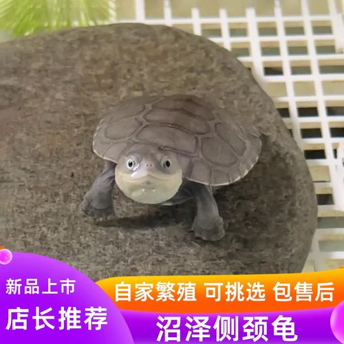 养护难，成本高，责任大（西非侧颈龟为什么不建议养）