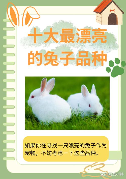 垂耳狮子侏儒等受欢迎品种（宠物兔的品种及图片）