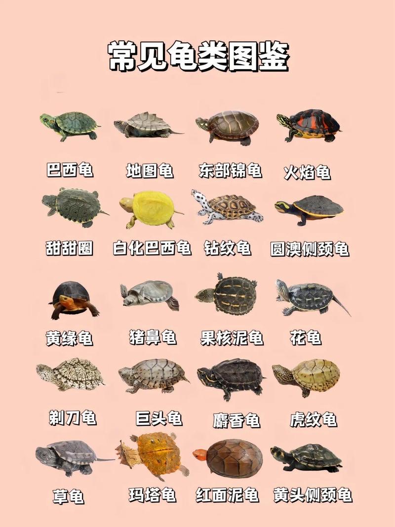 各地纹路多,珍稀变异需保护(草龟品种图片大全) 各地纹路多,珍稀变异需保护(草龟品种图片大全)