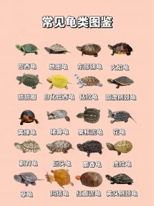 各地纹路多，珍稀变异需保护（草龟品种图片大全）