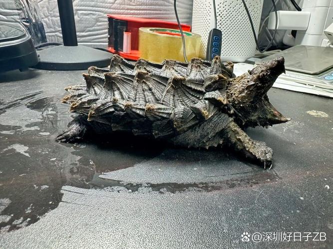 海洋巨龟生存现状(鲕龟观赏是什么) 海洋巨龟生存现状(鲕龟观赏是什么)