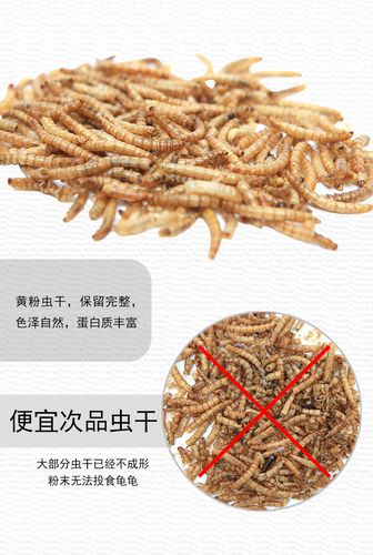 乌龟便便稀软?快查查健康!(乌龟拉屎很松散不成形) 乌龟便便稀软?快查查健康!(乌龟拉屎很松散不成形)