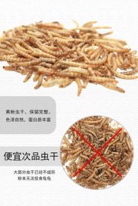 乌龟便便稀软？快查查健康！（乌龟拉屎很松散不成形）