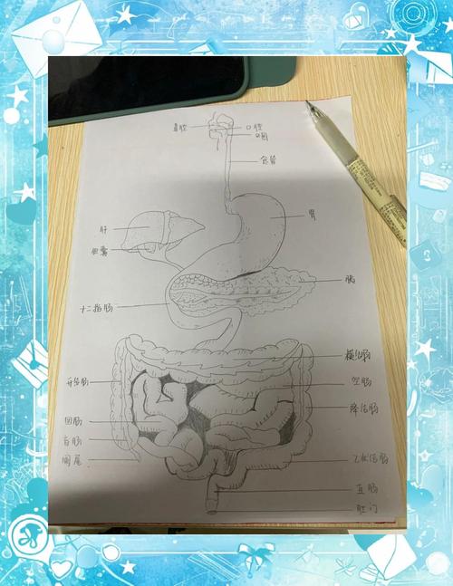 助教解剖实验,识器官心脏肾(蛙的消化系统结构图) 助教解剖实验,识器官心脏肾(蛙的消化系统结构图)