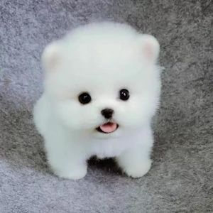 狗图片可爱，雪纳瑞需注意卫生独立性（宠物狗图片）