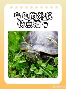 乌龟认人不认人？其实它是这样表达亲近的！（乌龟有情感了吗）