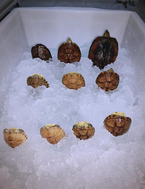 宽敞住处,温水,补光,增食!(宠物小乌龟冬天怎么养) 宽敞住处,温水,补光,增食!(宠物小乌龟冬天怎么养)