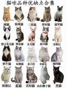 最受欢迎的10种宠物猫品种介绍（宠物猫的品种大全排行）
