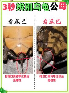 乌龟盯着你看？好奇孤独还是威胁？（乌龟看向你代表什么）