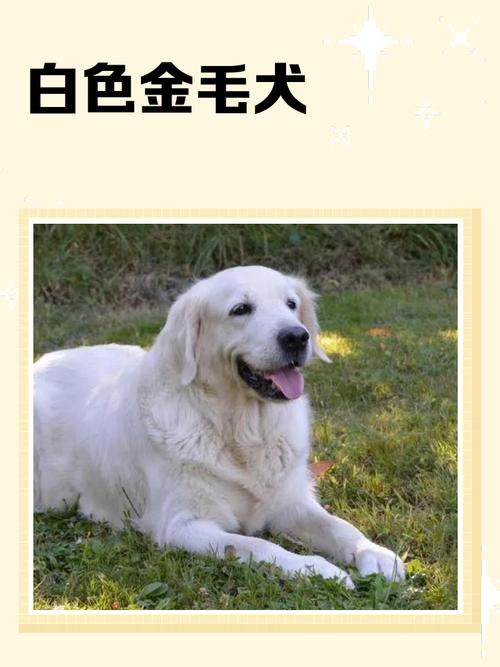 京巴到马尔济斯,养护必看(十大白色宠物狗品种) 京巴到马尔济斯,养护必看(十大白色宠物狗品种)