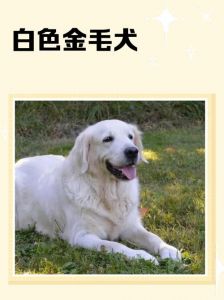 京巴到马尔济斯，养护必看（十大白色宠物狗品种）