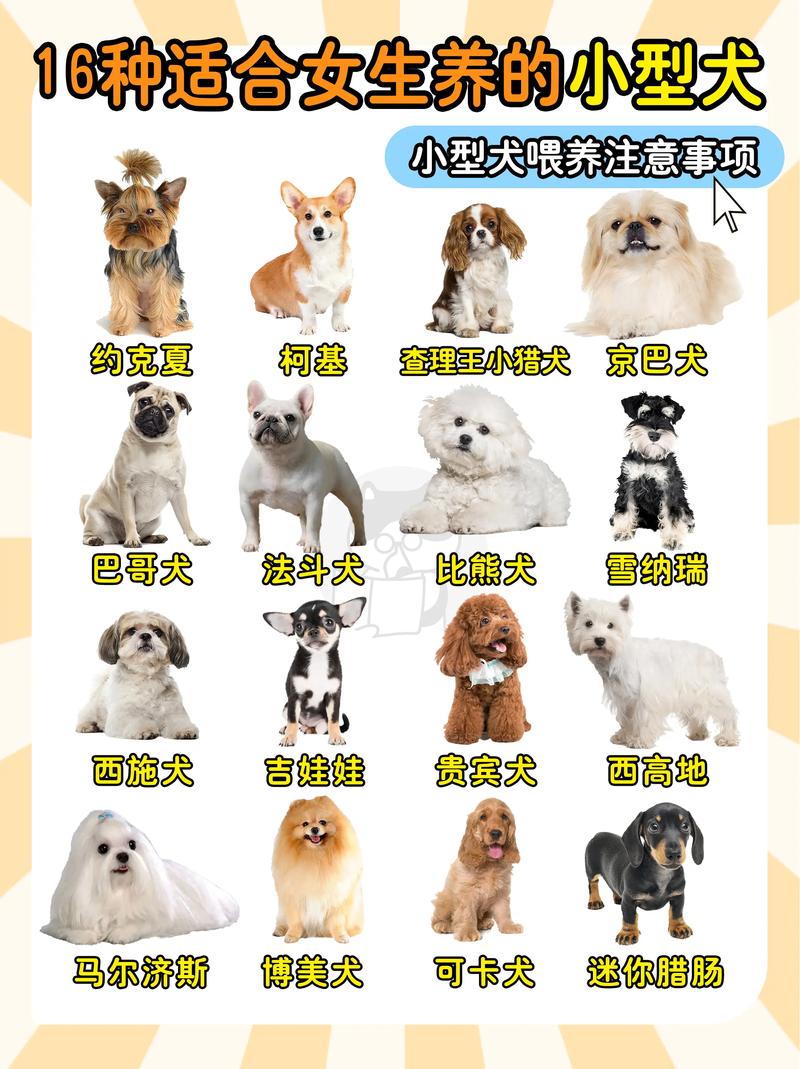 狗狗品种多,选对不踩坑!(宠物狗狗品种大全图) 狗狗品种多,选对不踩坑!(宠物狗狗品种大全图)