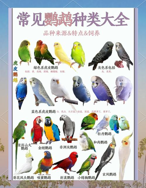 手续与养护须知(宠物鹦鹉有哪些品种) 手续与养护须知(宠物鹦鹉有哪些品种)