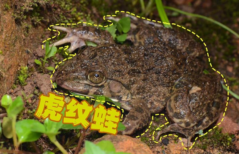 保护虎纹蛙,国家二级保护动物(虎纹蛙图片) 保护虎纹蛙,国家二级保护动物(虎纹蛙图片)