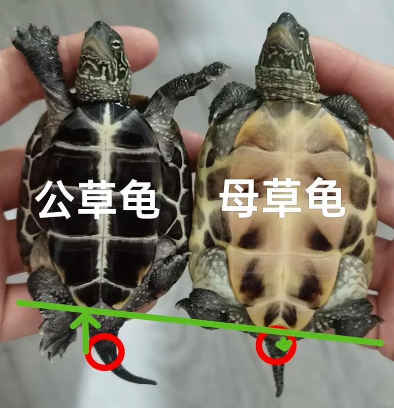 斑点龟公母辨别及饲养要点(斑点龟怎么分公母图解) 斑点龟公母辨别及饲养要点(斑点龟怎么分公母图解)