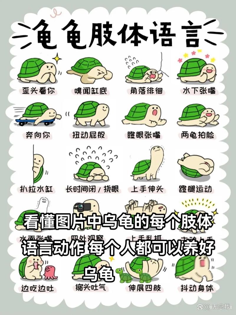 生存智慧，非温情（乌龟为什么要趴在另一只龟身上）
