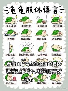 生存智慧，非温情（乌龟为什么要趴在另一只龟身上）