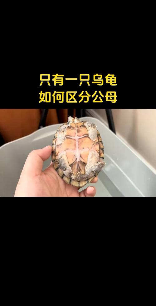 剃刀龟公母如何分?看体型尾巴泄殖孔!(剃刀龟怎么分公母图解) 剃刀龟公母如何分?看体型尾巴泄殖孔!(剃刀龟怎么分公母图解)