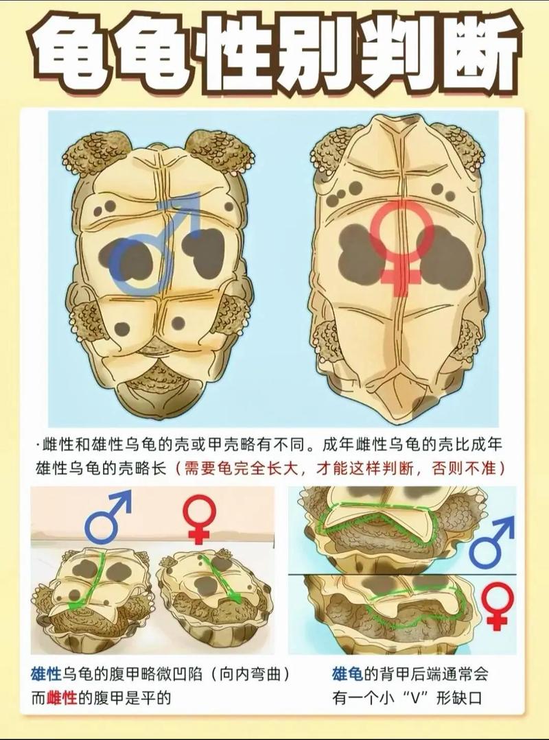 看腹甲颜色泄殖孔等细节(公乌龟和母乌龟的区别图片) 看腹甲颜色泄殖孔等细节(公乌龟和母乌龟的区别图片)