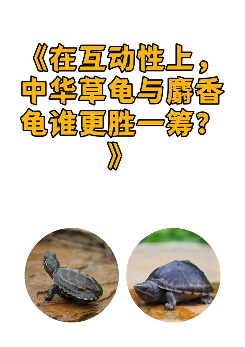 环境温度适宜,有晒台和藏身处,耐心喂食,互动建立感情(怎么跟龟龟互动) 环境温度适宜,有晒台和藏身处,耐心喂食,互动建立感情(怎么跟龟龟互动)