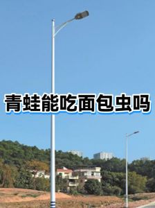 角蛙拒食怎么办？调整环境诱食是关键（青蛙不吃东西怎么办）