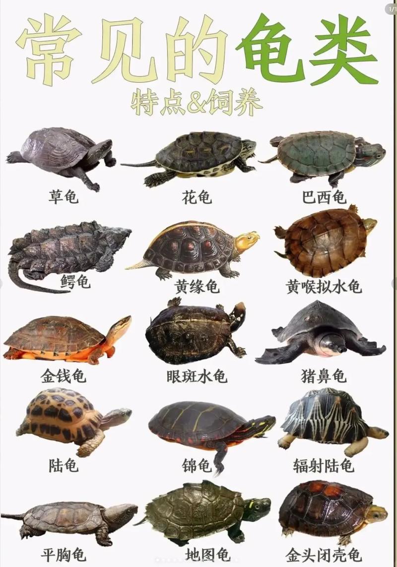 9种乌龟品种及饲养要点(乌龟的种类图片大全) 9种乌龟品种及饲养要点(乌龟的种类图片大全)
